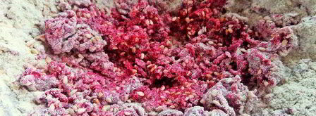 свекольно-кунжутное печенье. Шаг 6