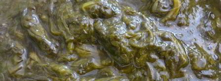 пирог со щавелем. Шаг 4