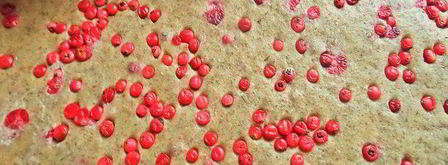 пряники с брусникой на цельнозерновой муке. Шаг 11