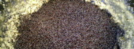 маковый торт с шоколадом и мятой. Шаг 2