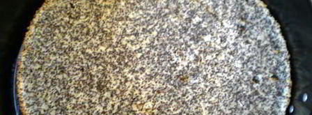 маковый торт с шоколадом и мятой. Шаг 10