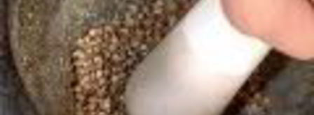 абхазская аджика. Шаг 2