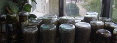 грибная икра на зиму. Шаг 6