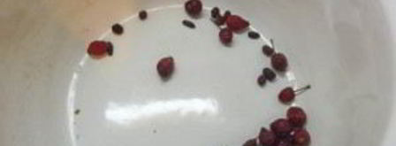 компот из имбиря. Шаг 3