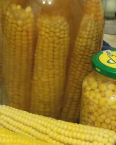 Кукуруза на зиму