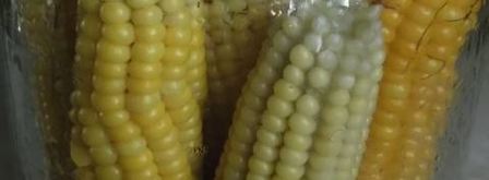 кукуруза на зиму. Шаг 4