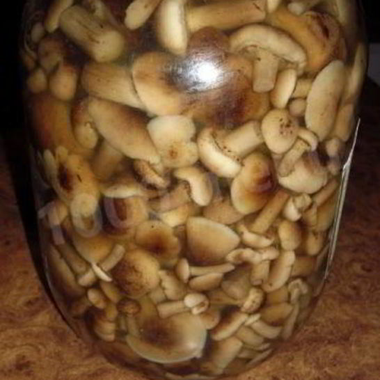 Рецепт быстрых маринованных грибов