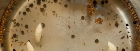 горький перец маринованный на зиму. Шаг 3