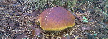 грибочки маринованные. Шаг 3