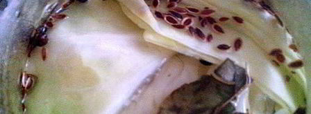 капуста маринованная пластинками. Шаг 5