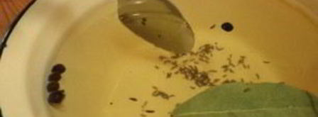 маринованная капуста без лука. Шаг 2