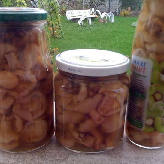 Рецепт маринованных маслят жареных