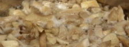 маринованные вешенки. Шаг 5