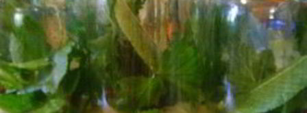 патиссоны, маринованные на зиму. Шаг 2