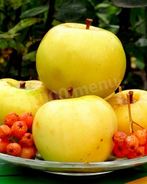 Моченые яблоки на зиму