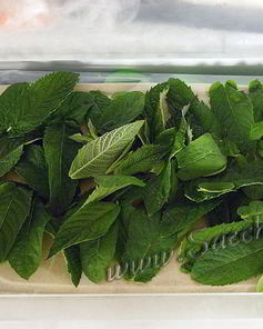 Мята на зиму