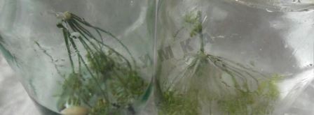 огурцы с кетчупом чили без стерилизации. Шаг 2