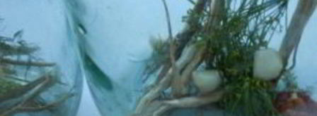 помидоры на зиму с лимонной кислотой. Шаг 2