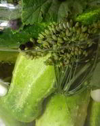 Малосольные огурцы на зиму