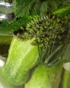 Малосольные огурцы на зиму