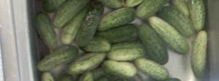 огурцы малосольные с эстрагоном. Шаг 4