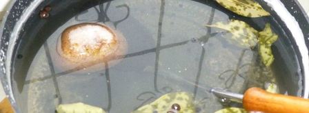 сало в тузлуке. Шаг 3