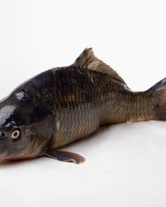 Соленый карпа