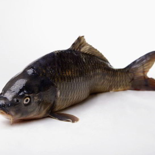 Рецепт соленого карпа