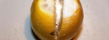 соленые лимоны по-мароккански. Шаг 4