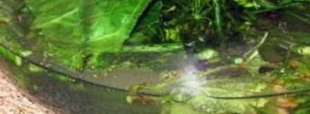 соленые помидоры. Шаг 4