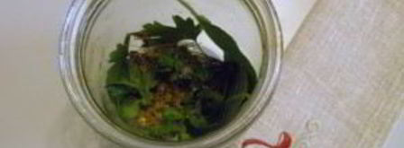 соленые огурчики на зиму. Шаг 2