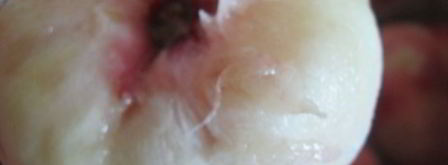 варенье из инжирного персика с лимоном и розовым перцем. Шаг 2