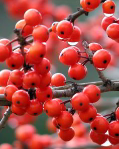 Варенье из рябины в мультиварке