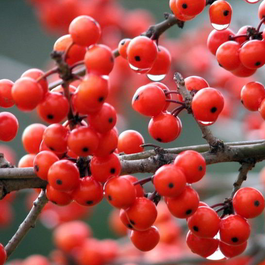 Рецепт варенья из рябины в мультиварке