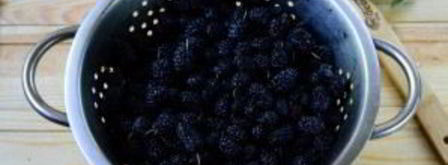 варенье из шелковицы на зиму. Шаг 2