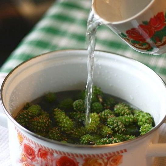 Рецепт варенья из сосновых почек