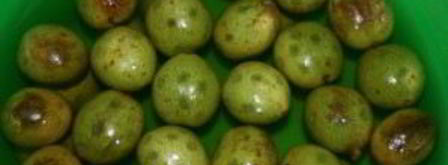 варенье из зеленых грецких орехов. Шаг 2