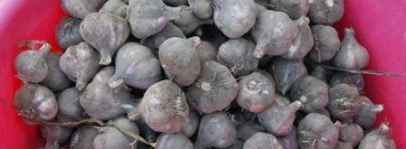 заготовка чеснока на зиму. Шаг 2