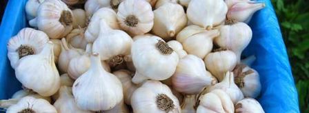 заготовка чеснока на зиму. Шаг 3