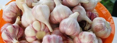 заготовка чеснока на зиму. Шаг 4