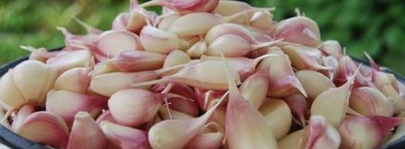 заготовка чеснока на зиму. Шаг 5