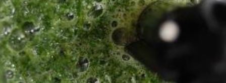 запеченный паштет из печени кролика со вкусом нового года. Шаг 9