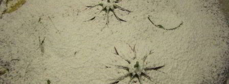 тарт с карамелизированными фруктами и творожным пудингом. Шаг 6