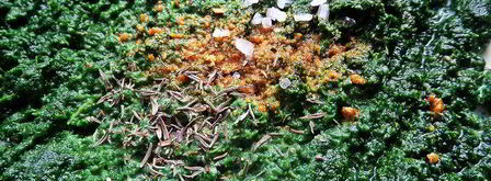 глазунья, запеченная в шпинате. Шаг 2